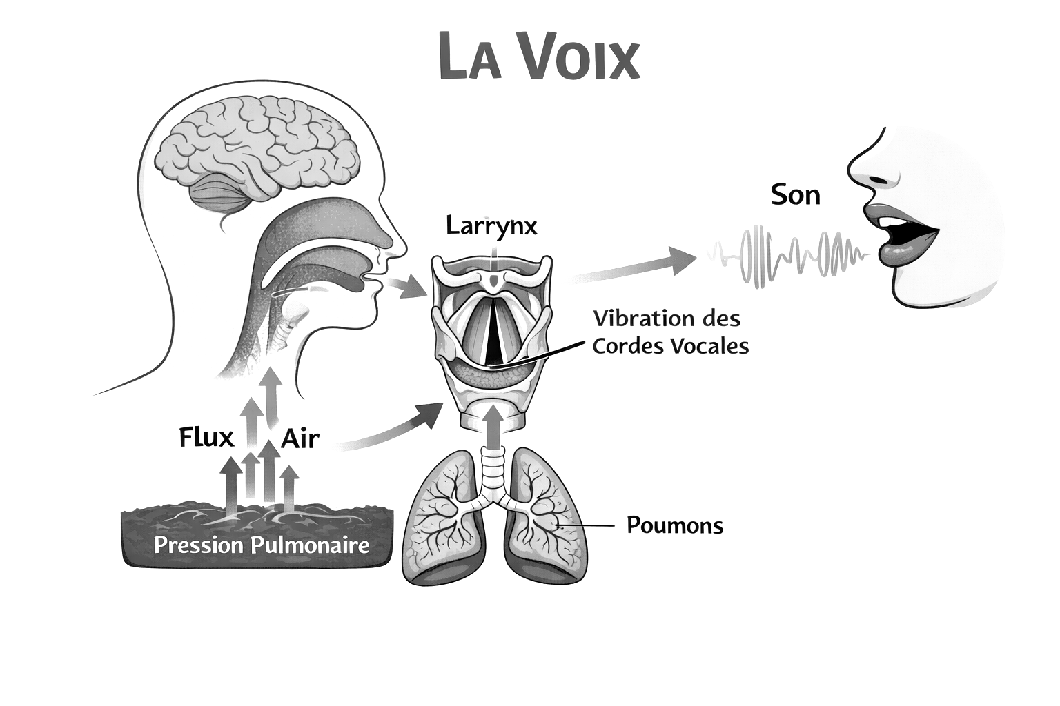 Le mécanisme de la voix