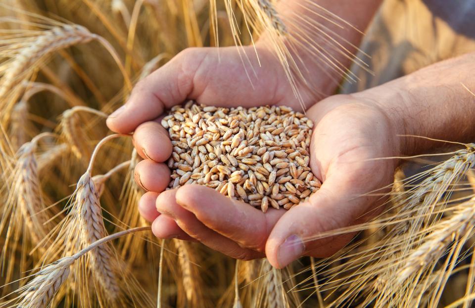 Cupped hands holding grain