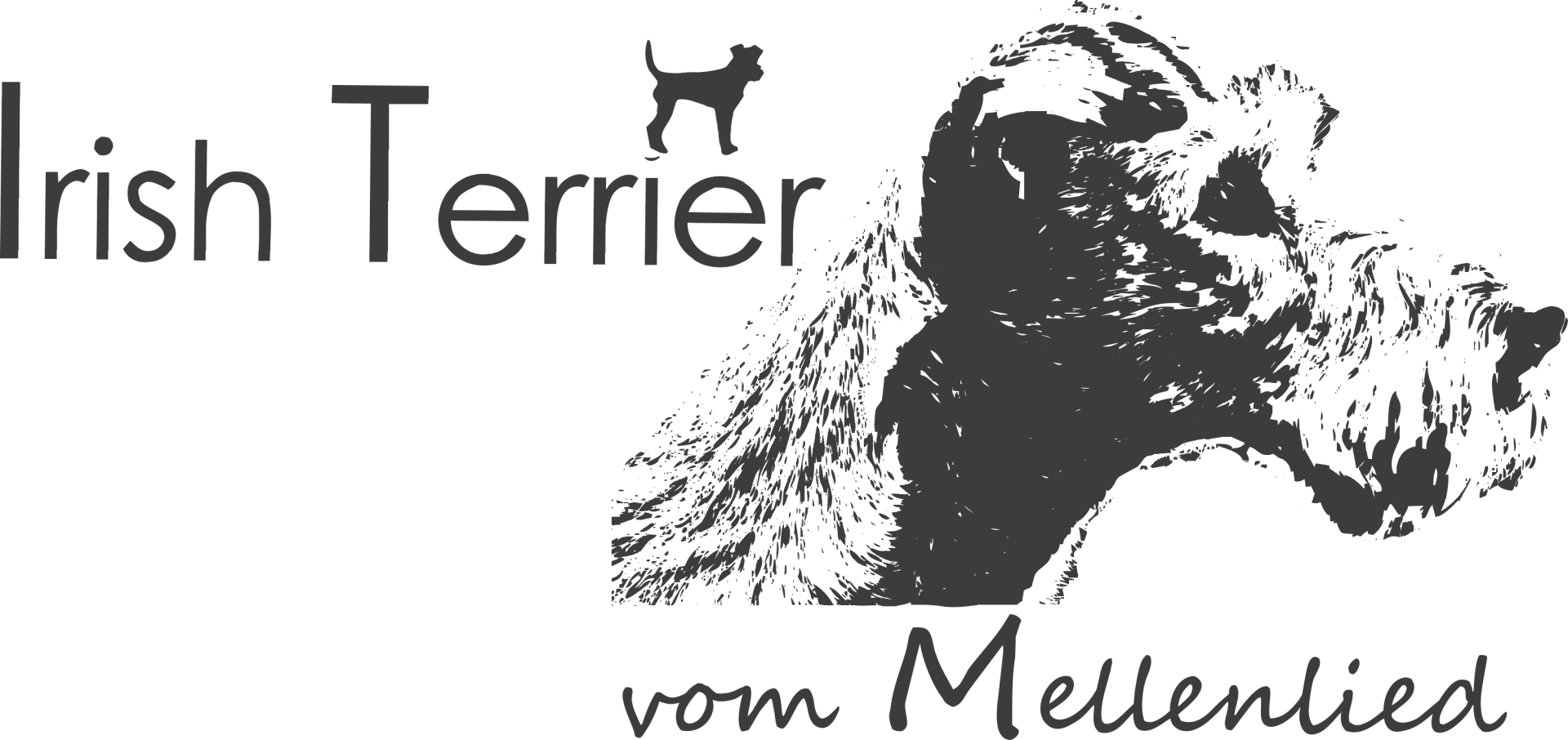 Irish Terrier vom Mellenlied