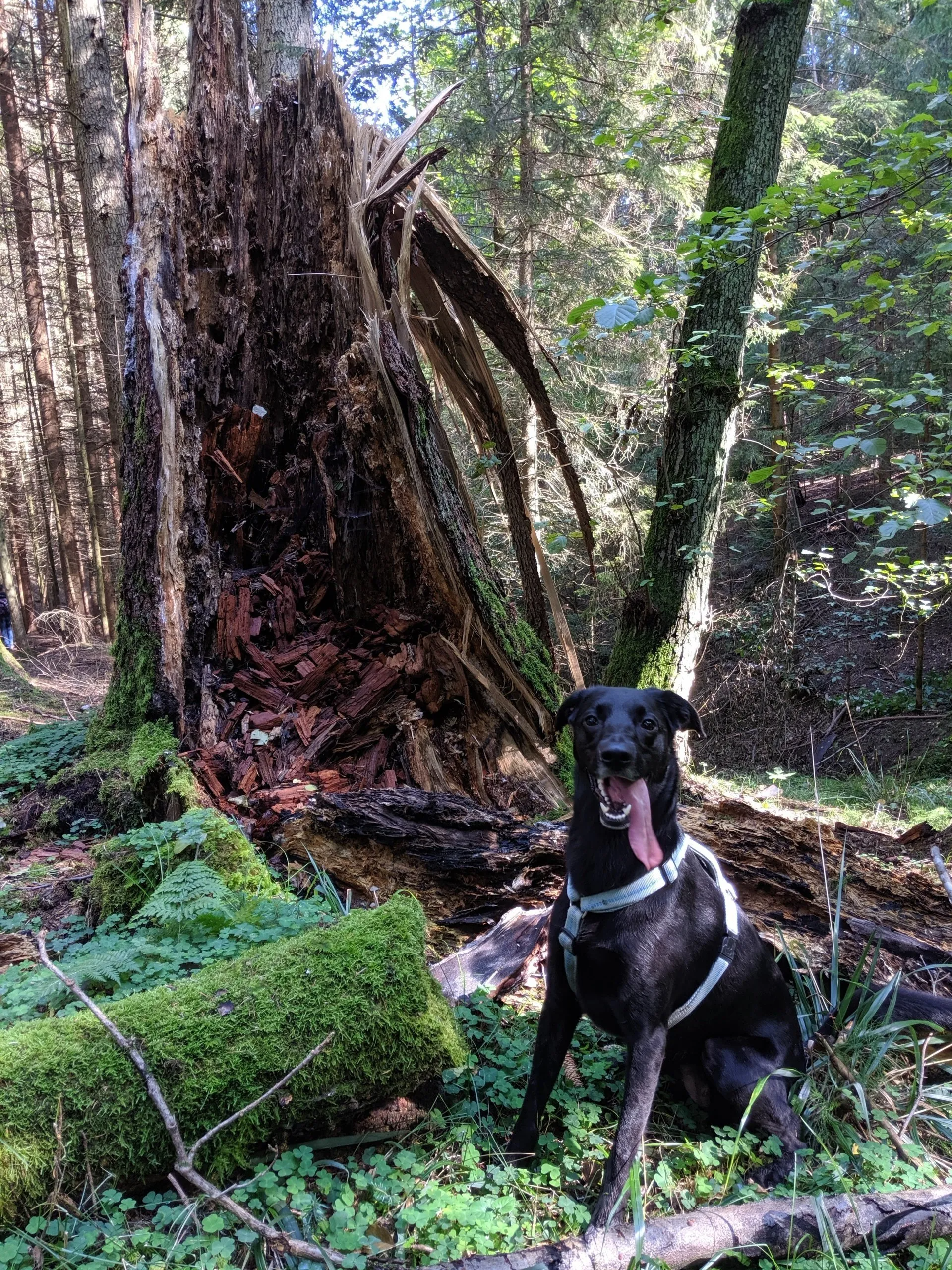 Ich bin Zenka und ich geh´gern auf Reisen Hund, Ausflug, Reisen mit Hund, Hundehalsband, Paracord