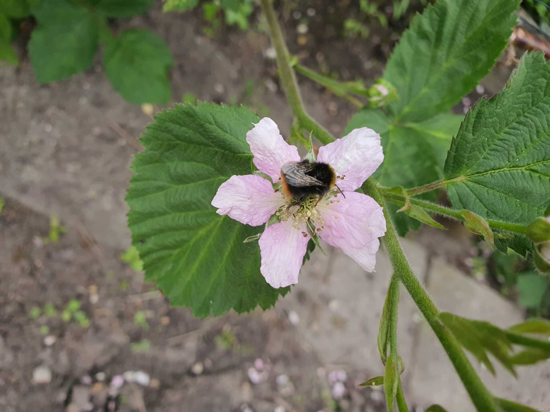 Bild Brombeere mit Hummel