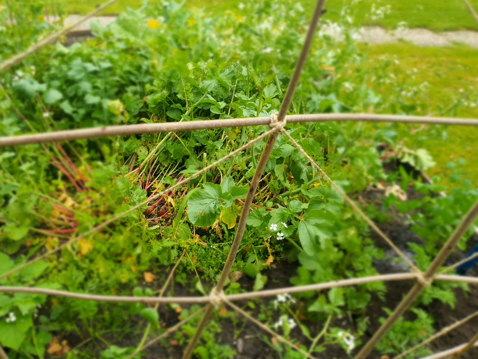 Bild eines Rankgitters Rankgitter