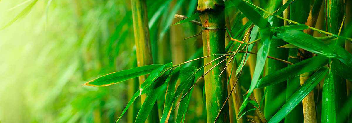 culotte in bamboo