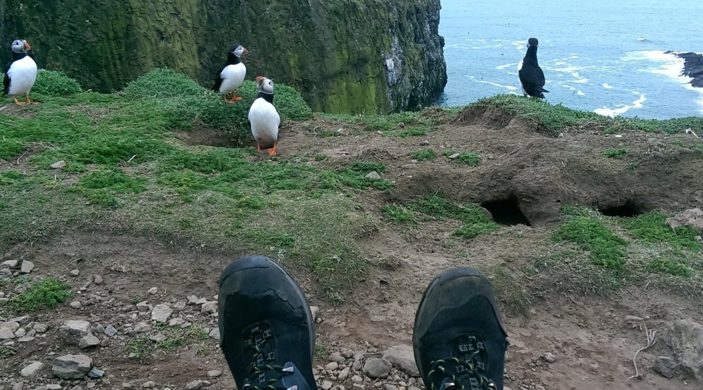Skomer Island Pembrokeshire