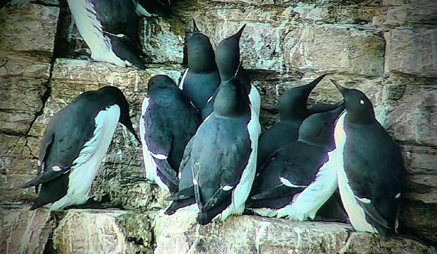 Berry Head Seabird Camera