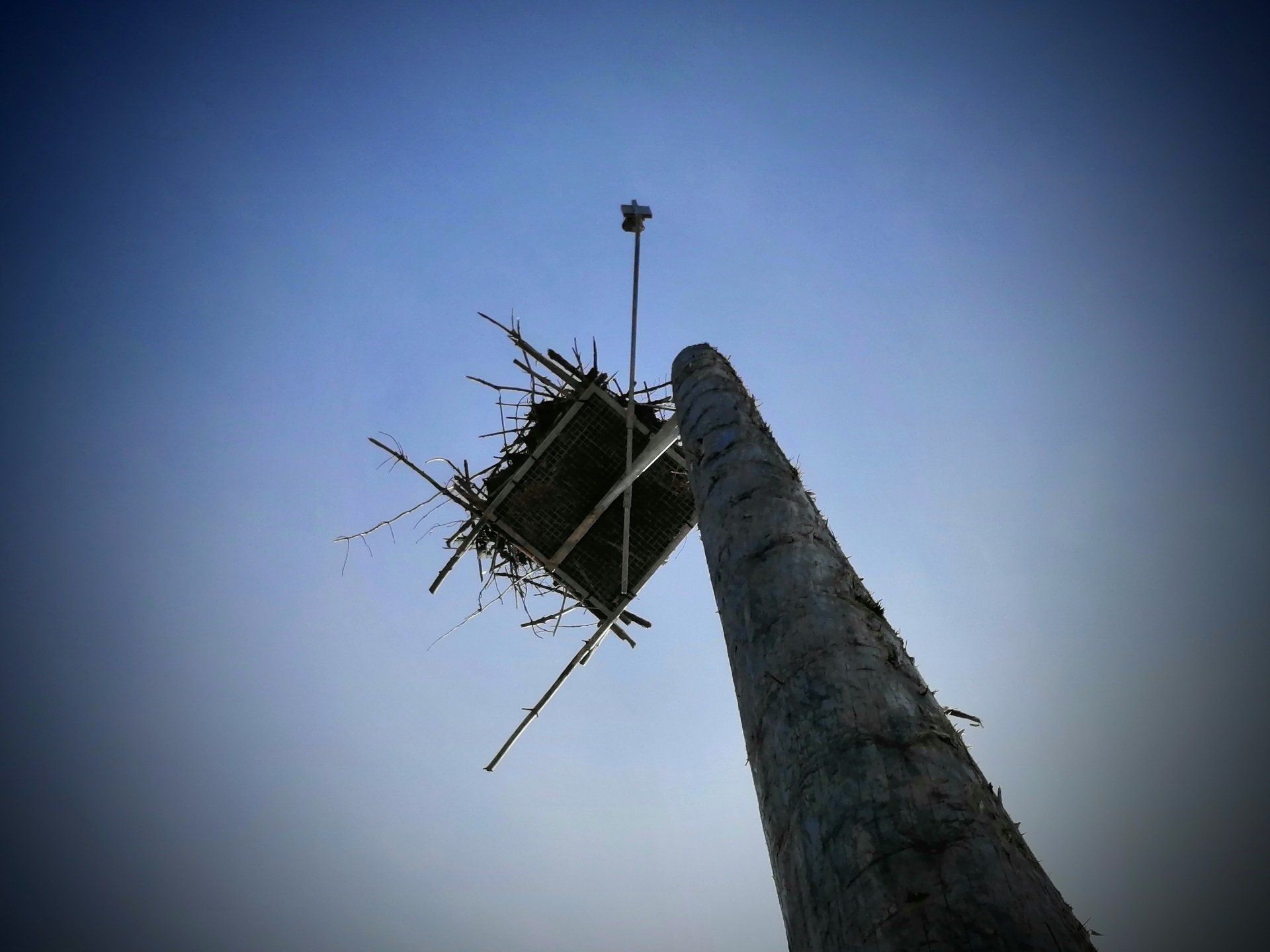 Kielder Ospreys