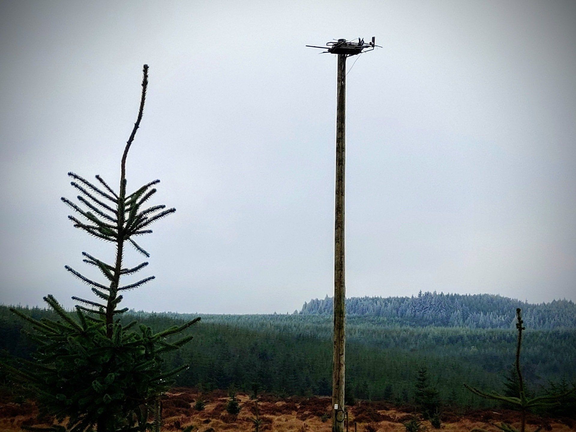 Kielder Ospreys
