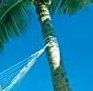 Hammock Tree Fastening With Belt Hammock Tree Fastening With Belt