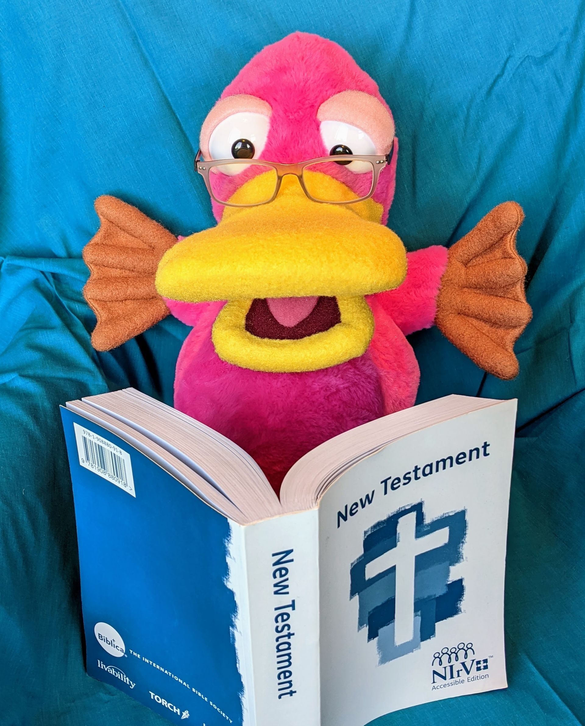 Theo the pink platypus puppet with reading glasses perched on his beak.
He's looking at a Biblica accessible Bible.