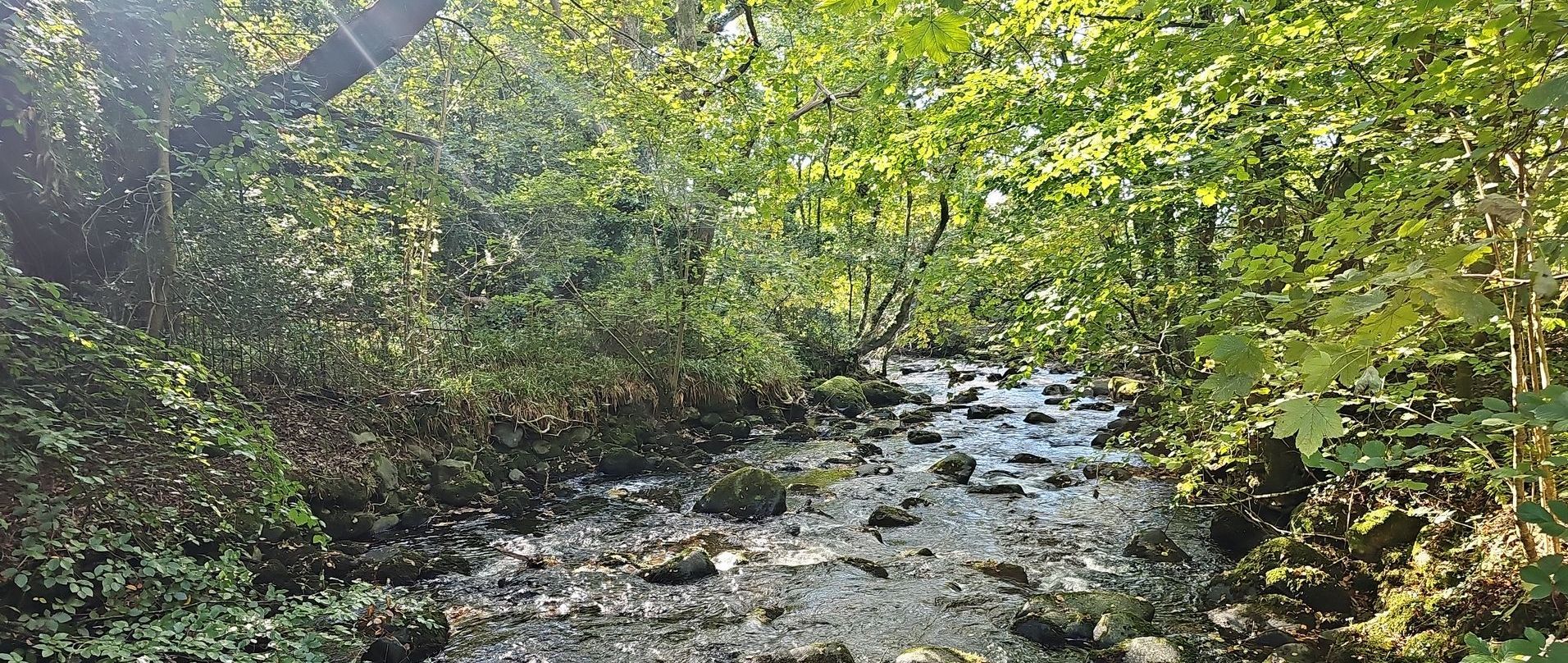 A small stream with the water flowing over many boulders and rocks. There a trees and thick vegetation on each bank. The sun's rays can be see coming through the trees on the left hand side.
