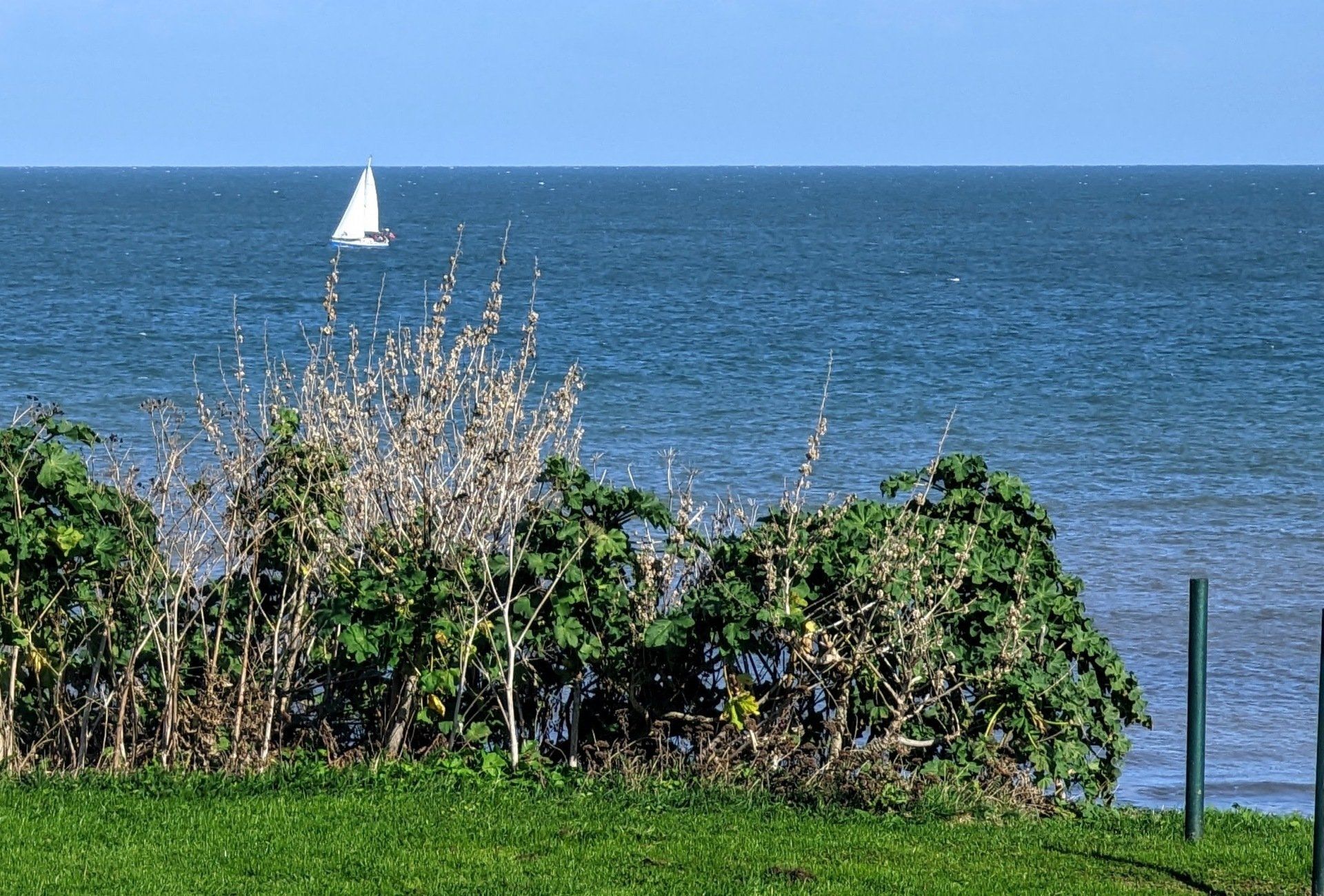 A view of the sea. There are some small bushes in the foreground and the sea behind them. There is a sailboat on the sea.