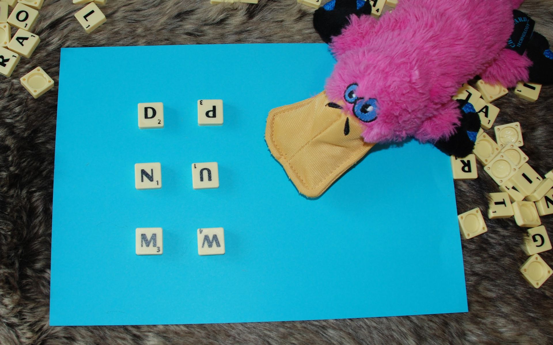 Scrabble letter tiles placed in different directions to look like different letters. Anno the small pink platypus is looking at them.