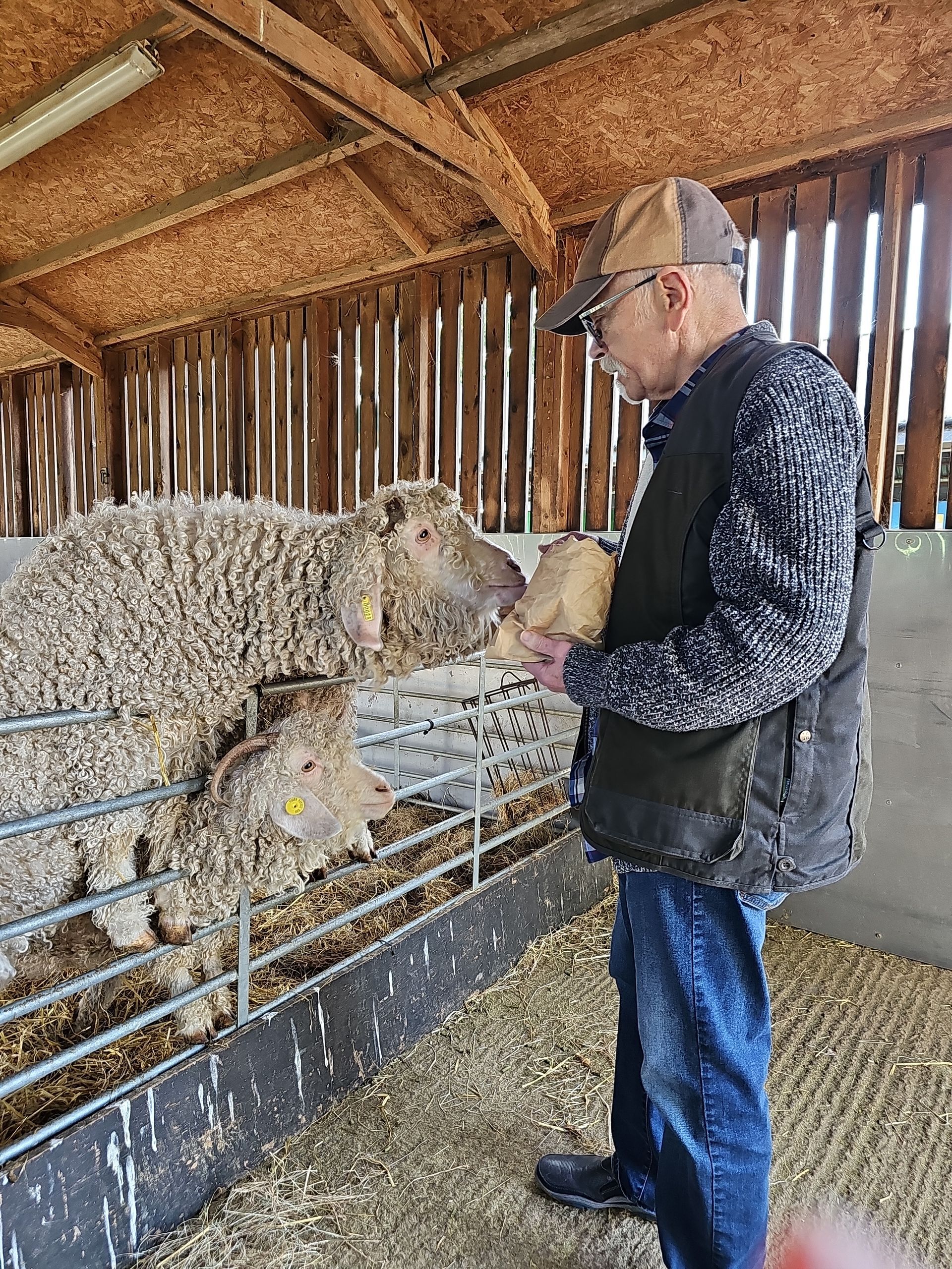 Steve in a barn feeding sheep. The sheep are climbing on the fence trying to get to the food pellets.
