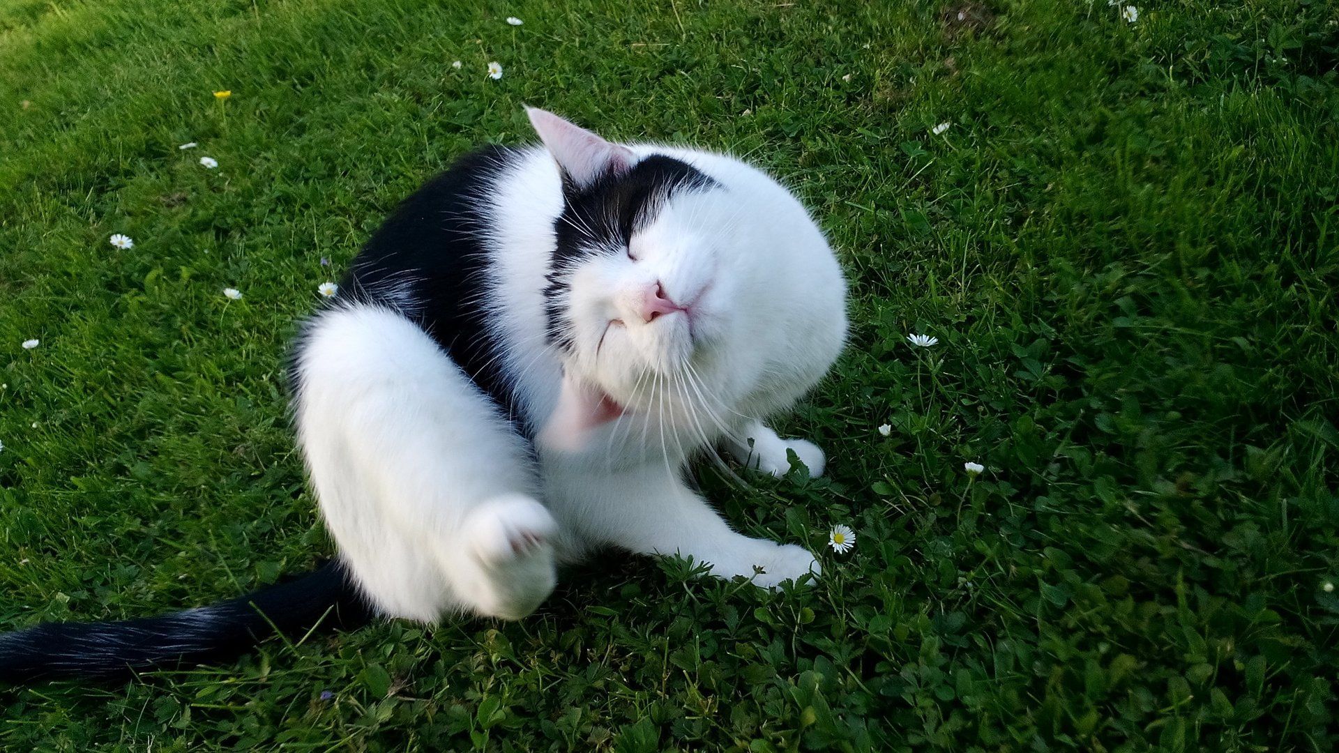Hauskater Karl
