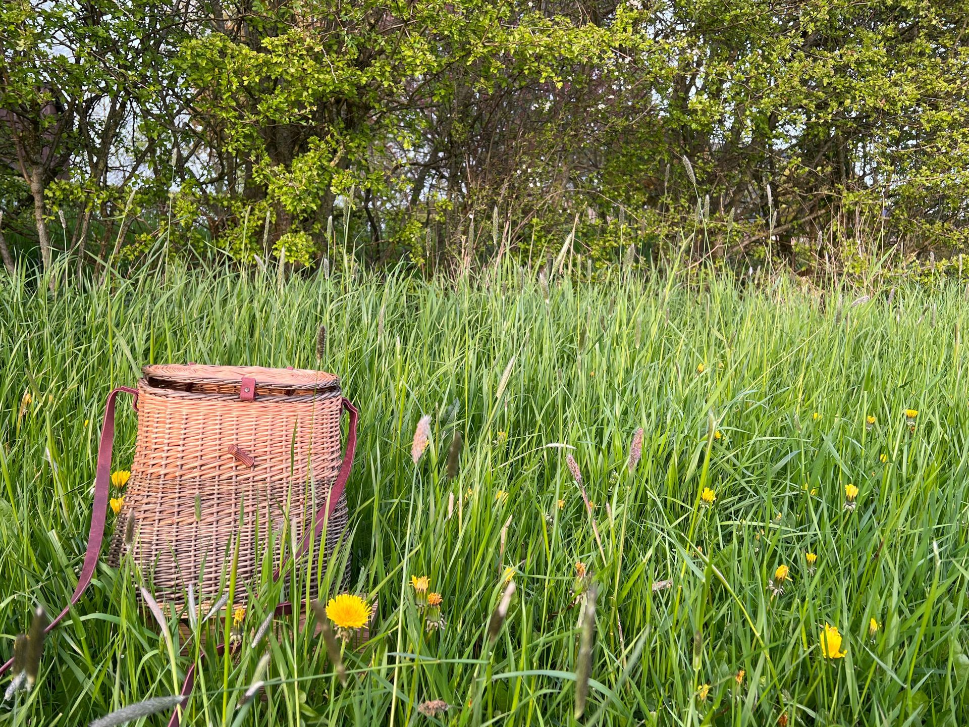 Lauschkorb Katharina Götz Erzählkunst Erzählerin Flensburg Märchen