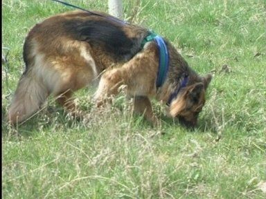 Fährtensuche, ihre große Leidenschaft