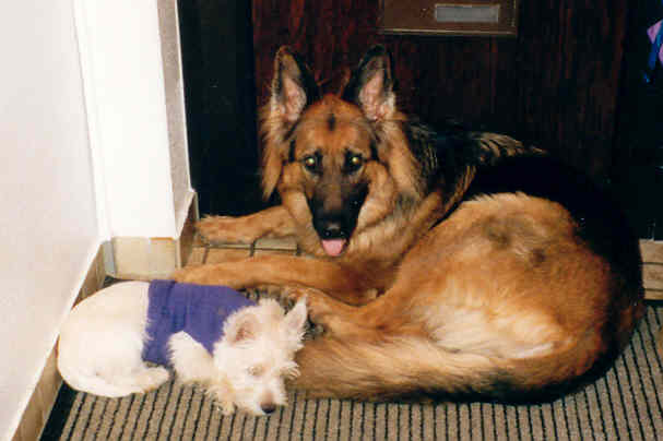 Mit Woodstock kuscheln