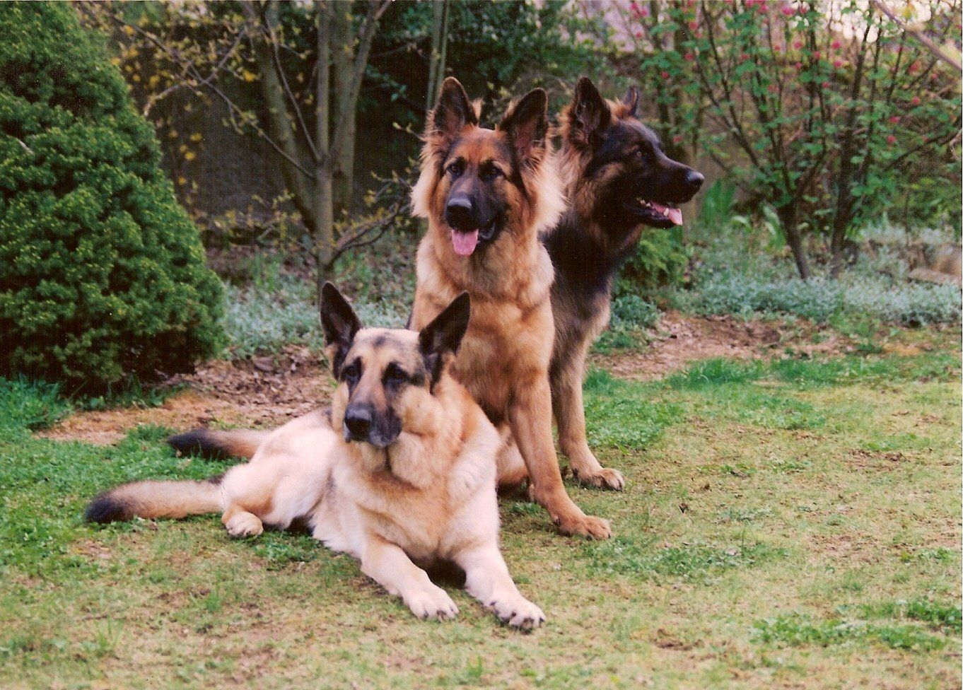 Lucky, Woodstock und ihr Cousin Samson