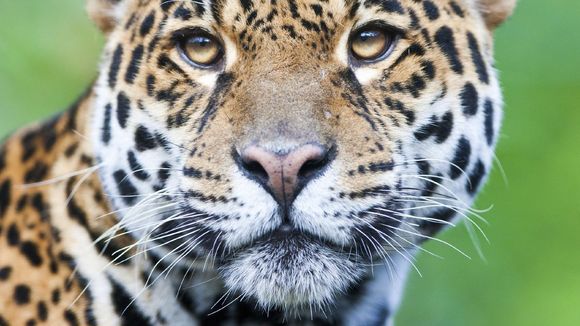 Ein Leopard blickt in die Kamera. Titelbild vom Fotokurs Nürnberg Fotoworkshop Tierfotografie.