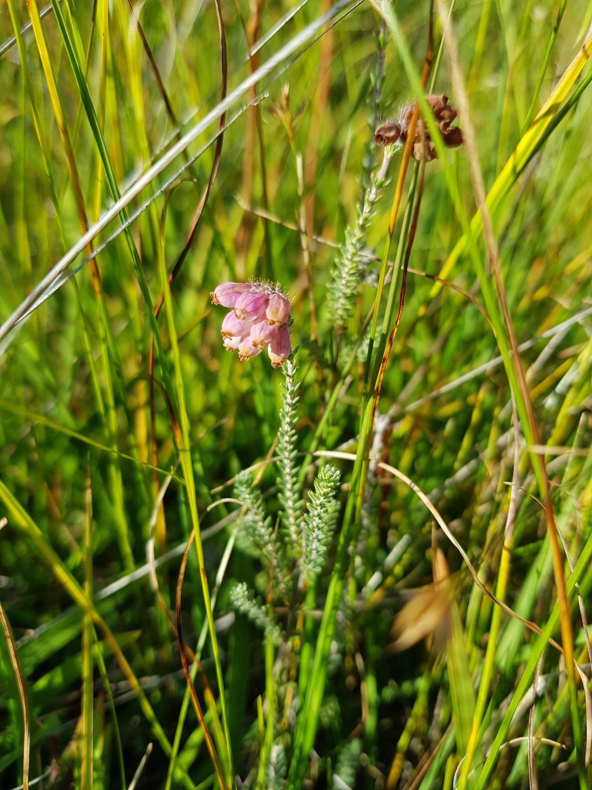 Glockenheide