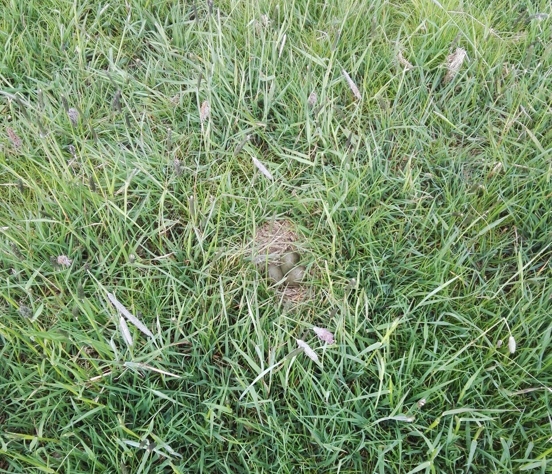 Gelege Uferschnepfe