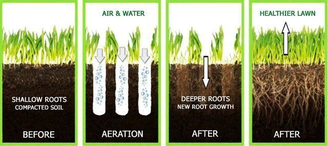 Showing how lawn aeration benefits the lawn