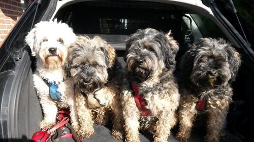 4 Tibetterrier Greetsiel