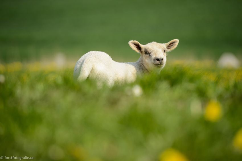 Lamm auf dem Deich