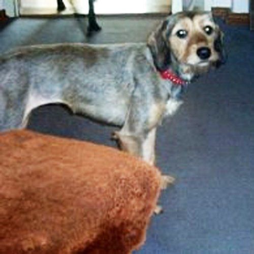 Das Bild zeigt den Hund eines unserer Kunden