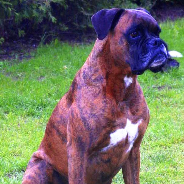 Das Bild zeigt den Hund eines unserer Kunden