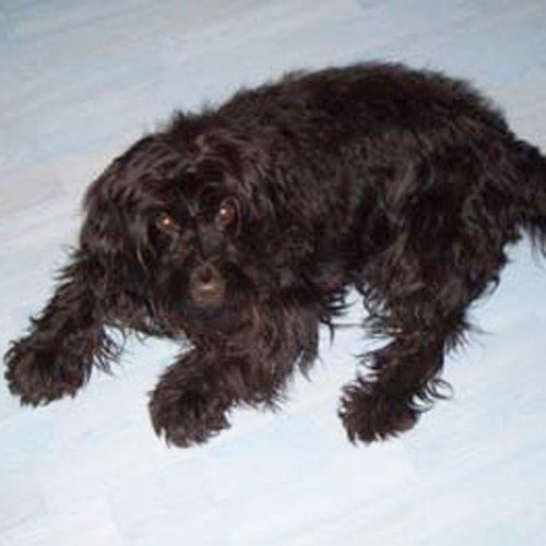 Das Bild zeigt den Hund eines unserer Kunden