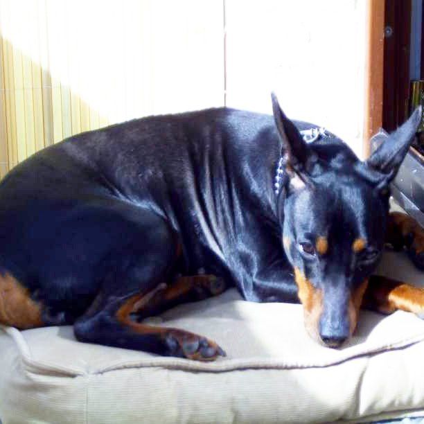 Das Bild zeigt den Hund eines unserer Kunden