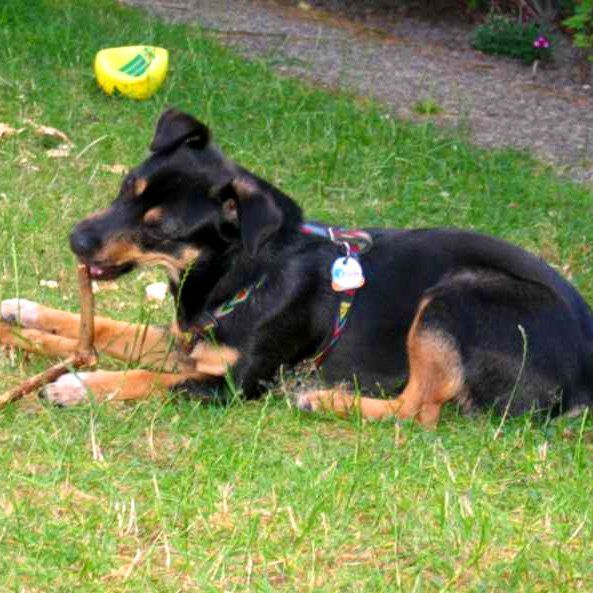 Das Bild zeigt den Hund eines unserer Kunden