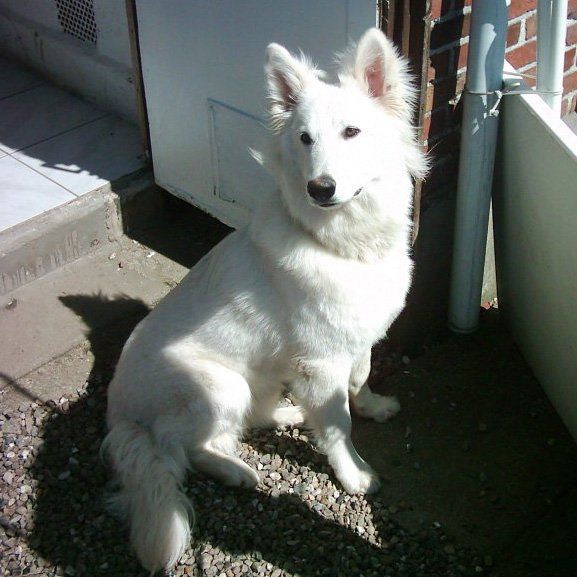 Das Bild zeigt den Hund eines unserer Kunden