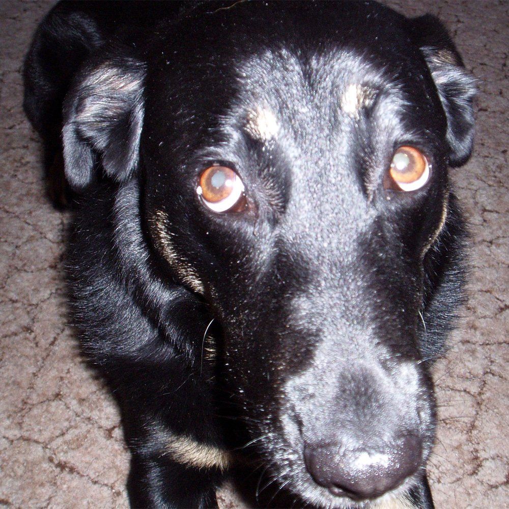 Das Bild zeigt den Hund eines unserer Kunden