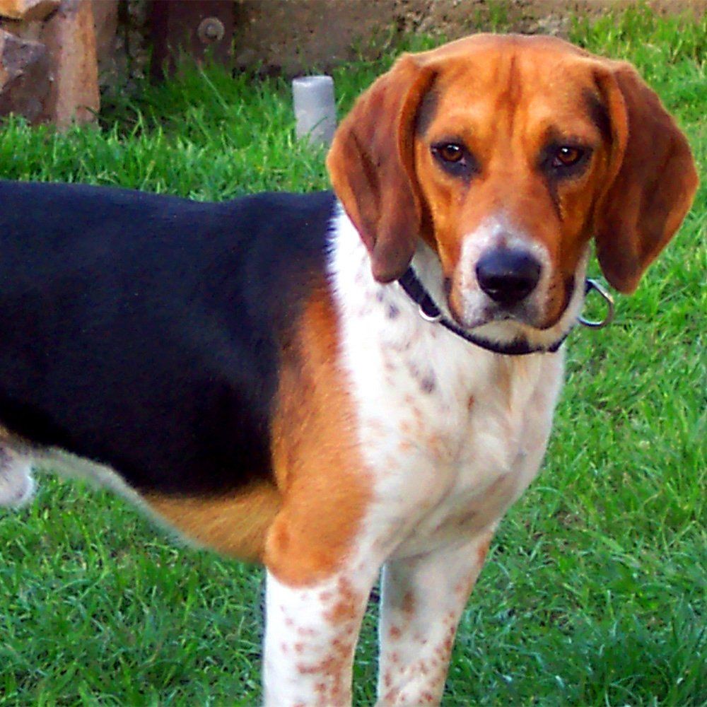 Das Bild zeigt den Hund eines unserer Kunden