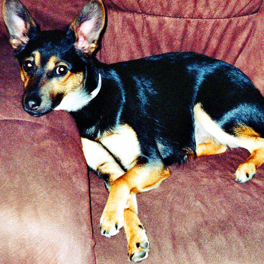 Das Bild zeigt den Hund eines unserer Kunden