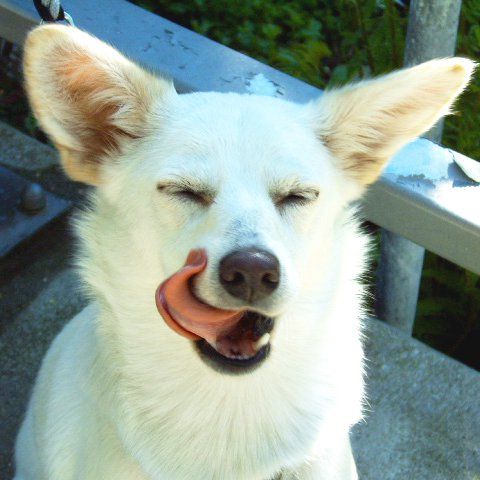 Das Bild zeigt den Hund eines unserer Kunden