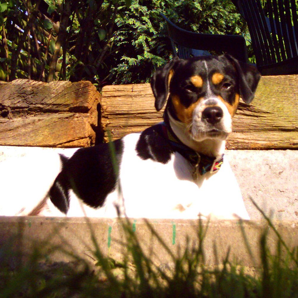 Das Bild zeigt den Hund eines unserer Kunden