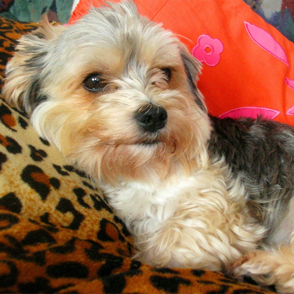 Das Bild zeigt den Hund eines unserer Kunden