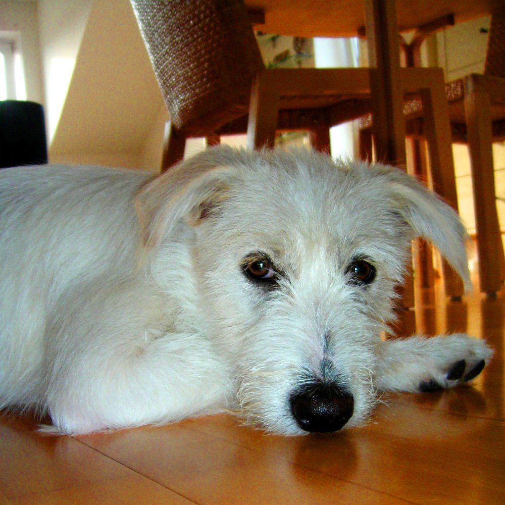 Das Bild zeigt den Hund eines unserer Kunden