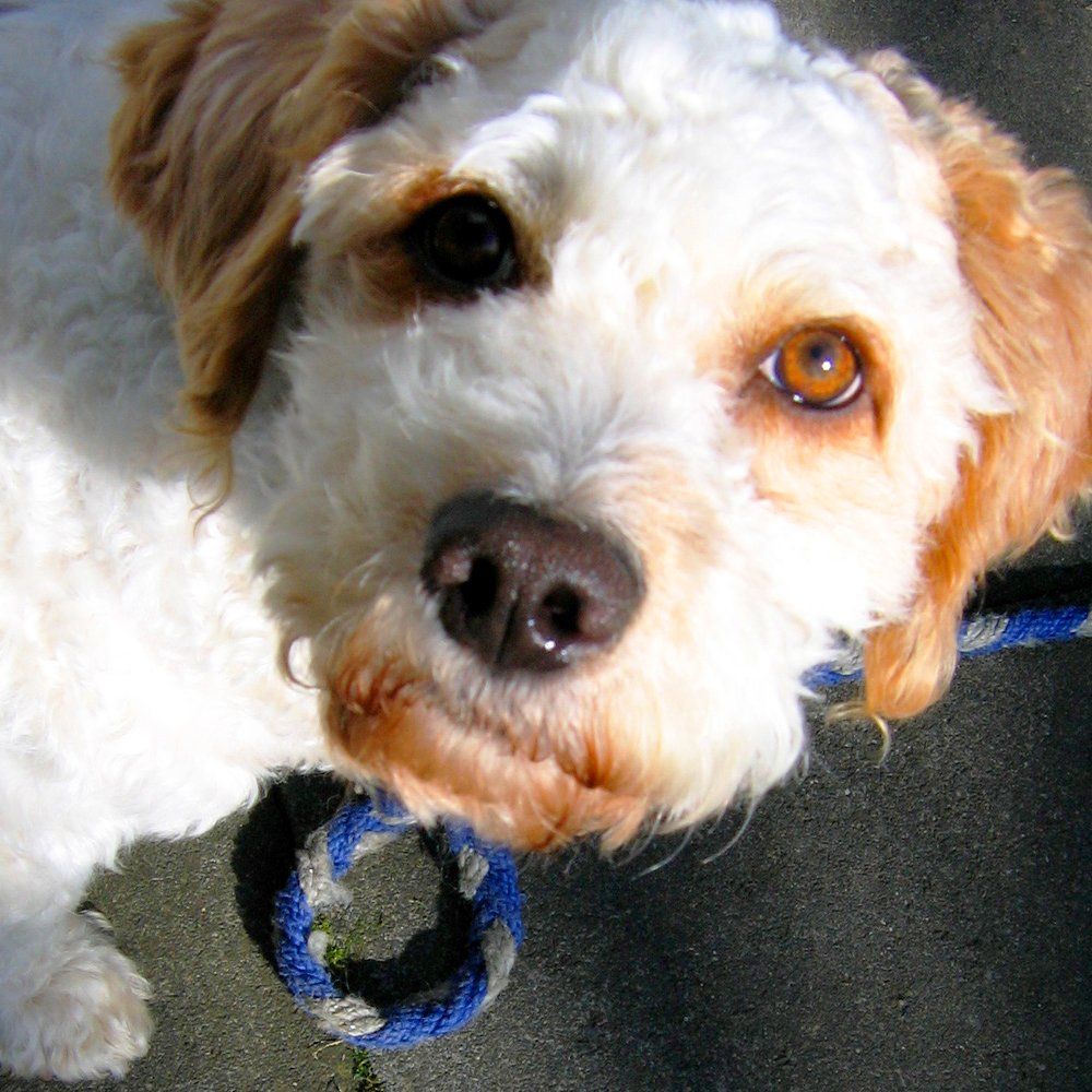 Das Bild zeigt den Hund eines unserer Kunden