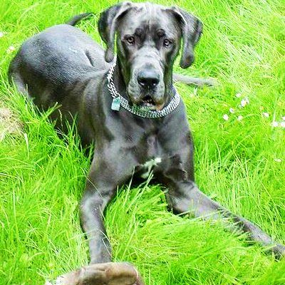 Das Bild zeigt den Hund eines unserer Kunden