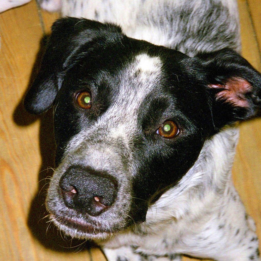 Das Bild zeigt den Hund eines unserer Kunden