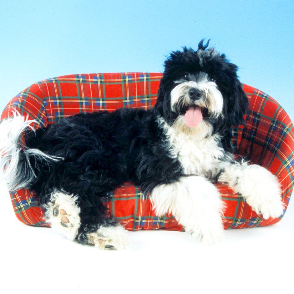 Das Bild zeigt den Hund eines unserer Kunden