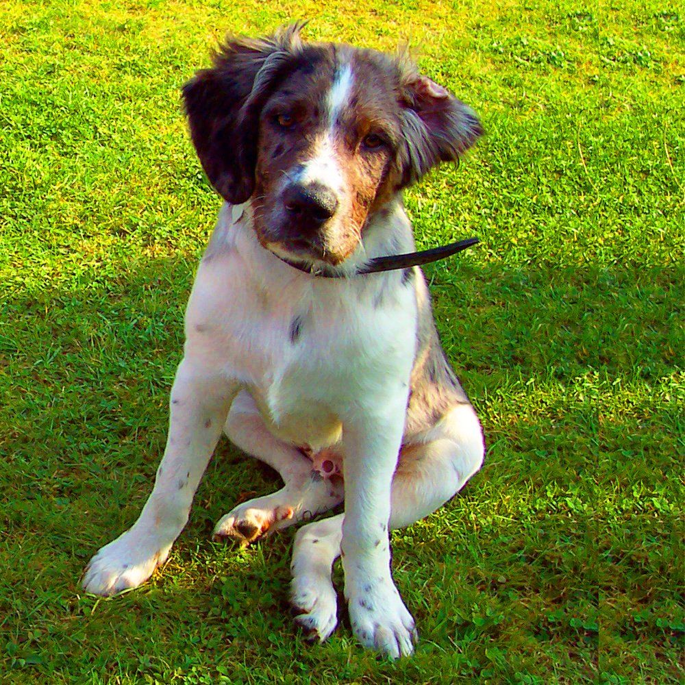 Das Bild zeigt den Hund eines unserer Kunden