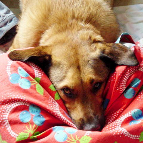 Das Bild zeigt einen Hund aus der Rubrik Kundenfeedback