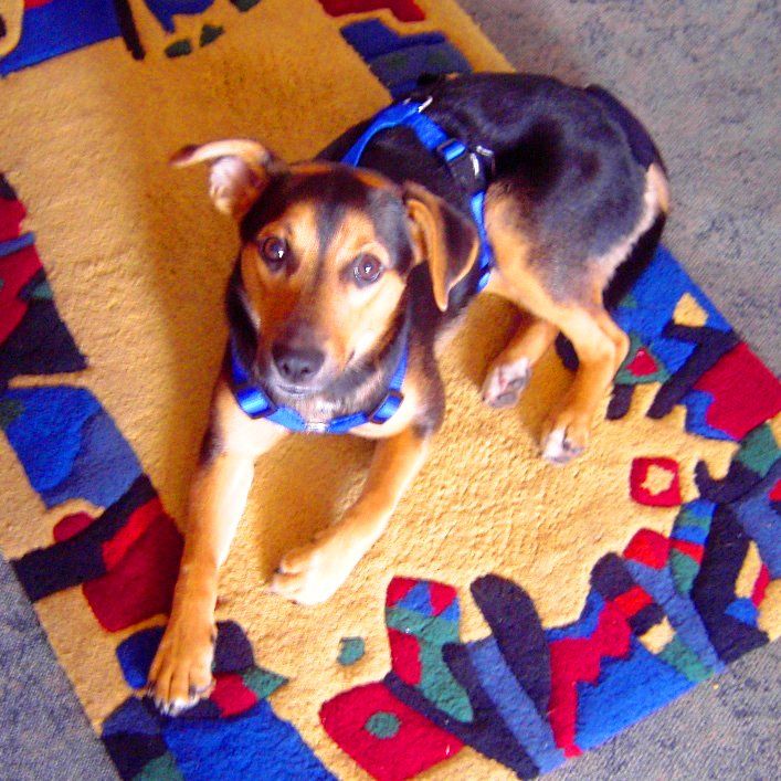 Das Bild zeigt den Hund eines unserer Kunden