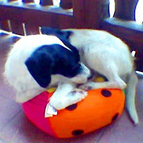 Das Bild zeigt den Hund eines unserer Kunden