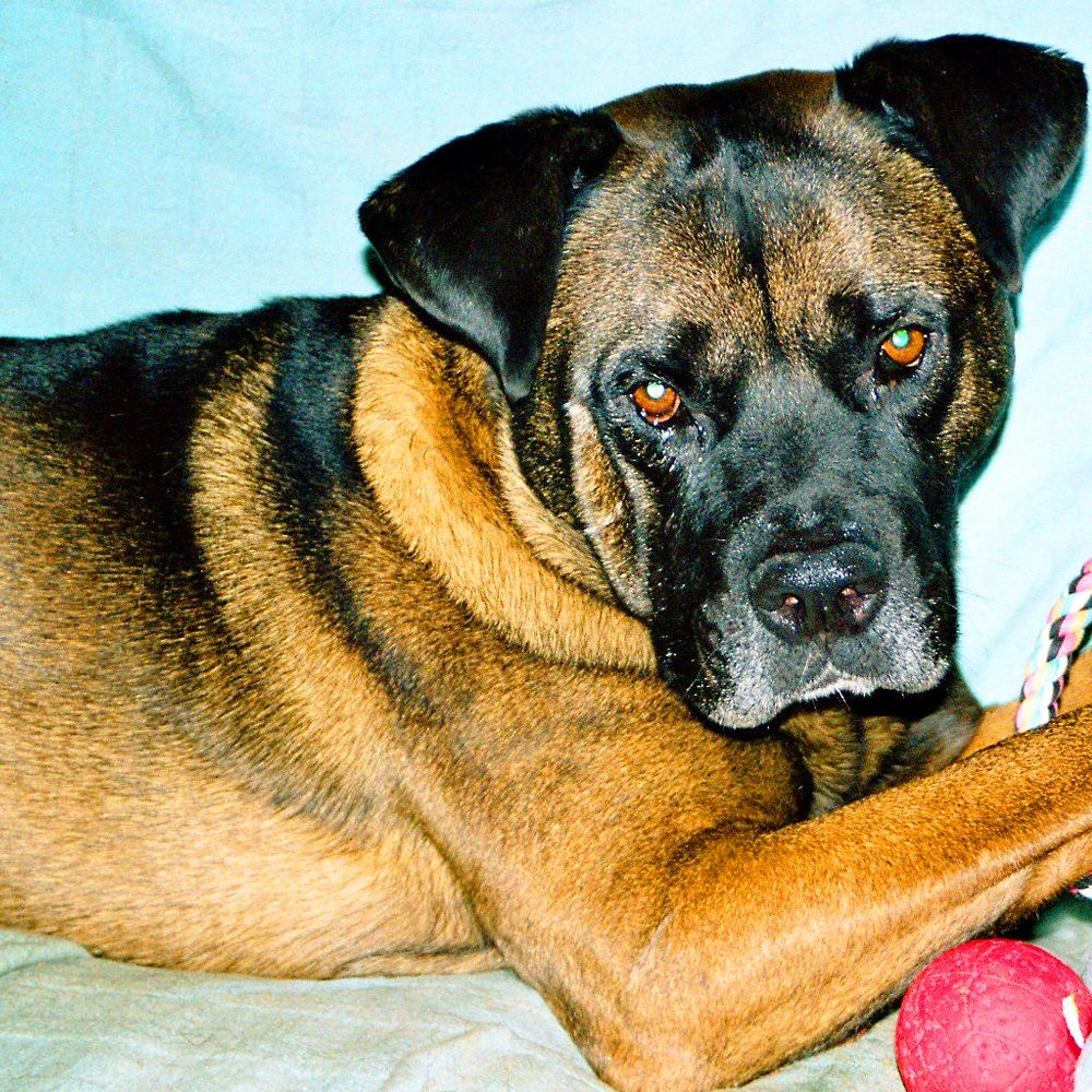 Das Bild zeigt den Hund eines unserer Kunden